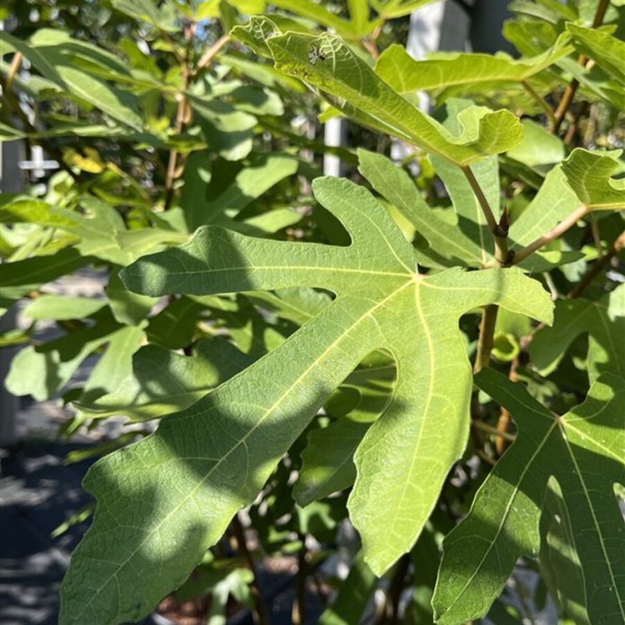 Ficus car. 'Ronde de Bordeaux' Vijgenboom