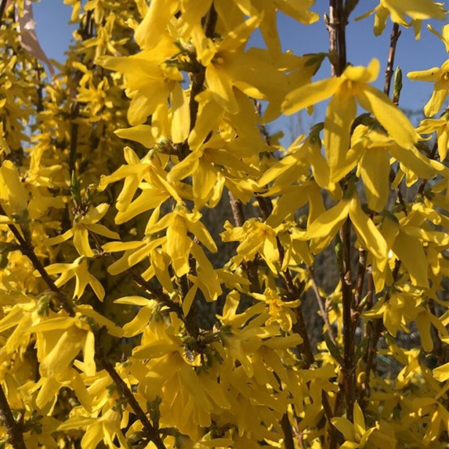 Forsythia int. 'Lynwood' <span class='dutchtitlepart'>Chinees klokje</span>