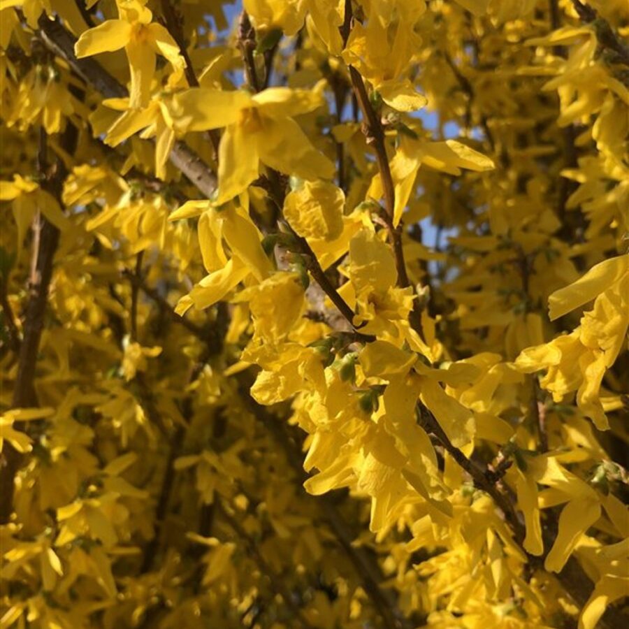 Forsythia int. 'Spectabilis' <span class='dutchtitlepart'>Chinees klokje</span>