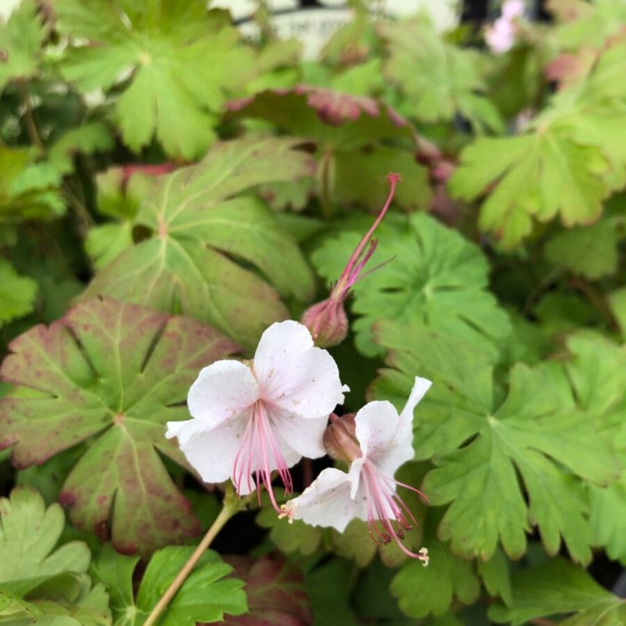 Geranium cantabrig. 'Biokovo' <span class='dutchtitlepart'>Ooievaarsbek</span>