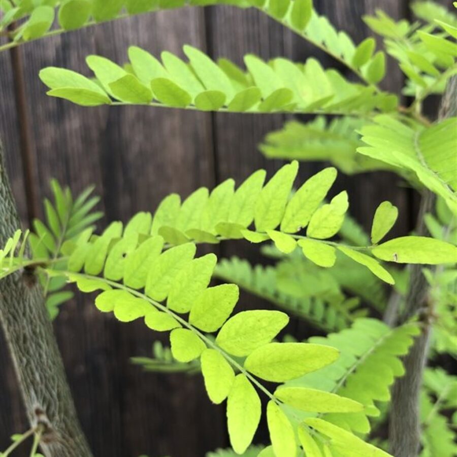 Gleditsia triacanthos inermis Valse Christusdoorn