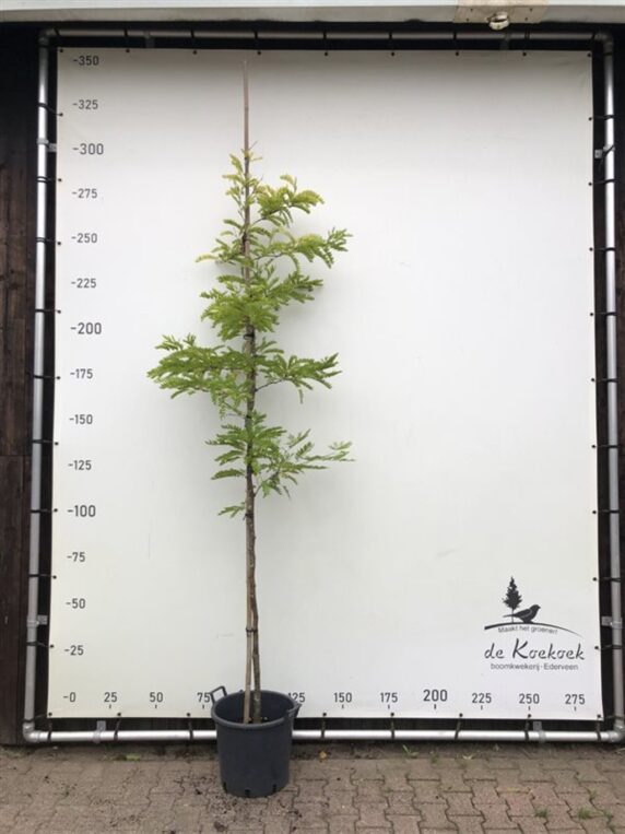 Gleditsia triac. 'Sunburst' <span class='dutchtitlepart'>Valse Christusdoorn</span>