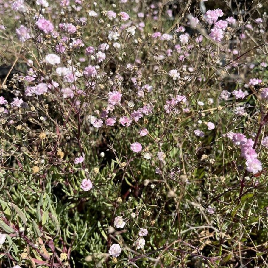 Gypsophila 'Rosenschleier' Gipskruid
