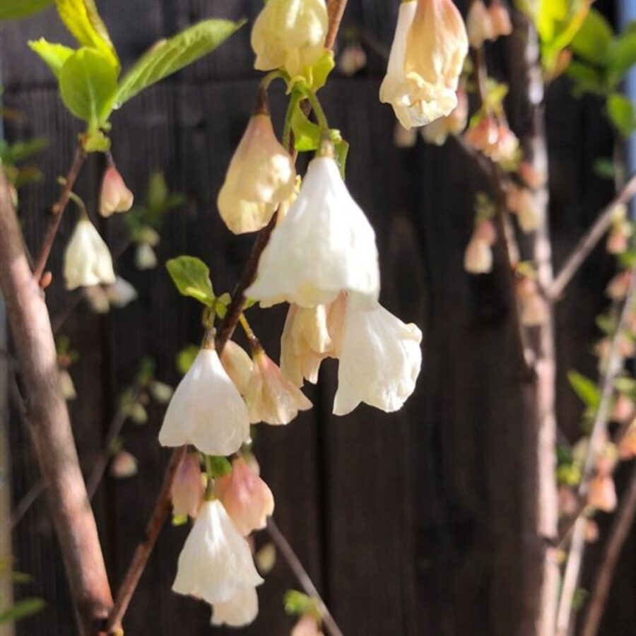Halesia carolina Sneeuwklokjesboom