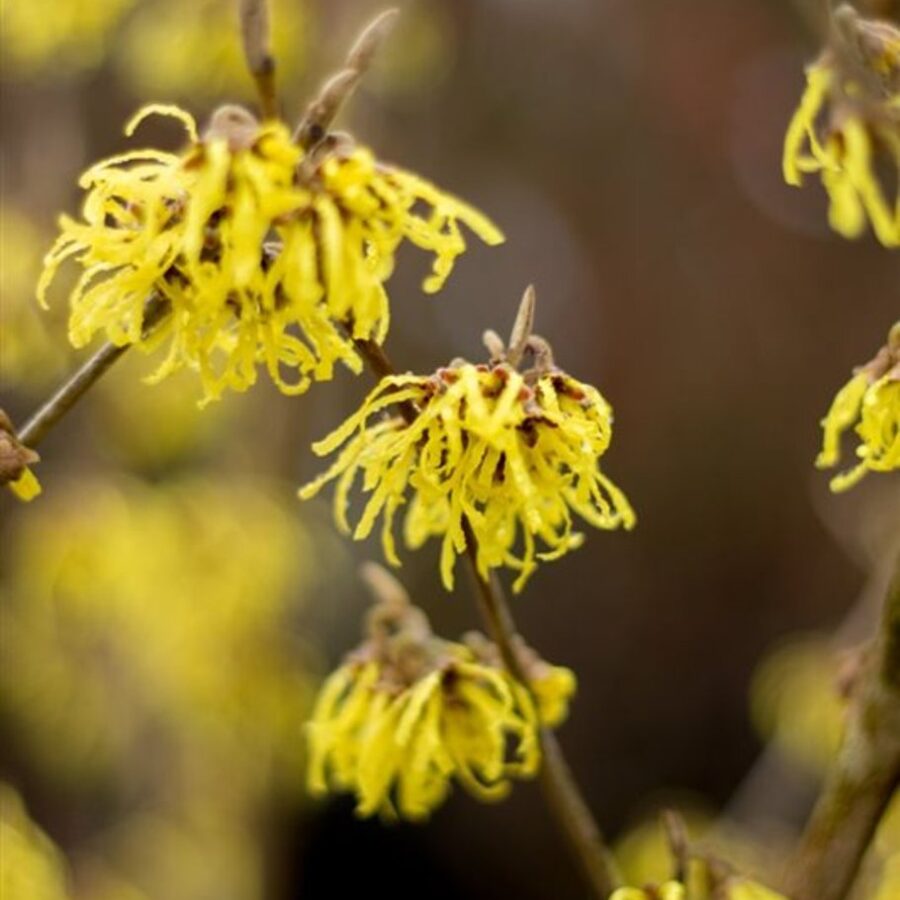 Hamamelis int. 'Westerstede' Toverhazelaar