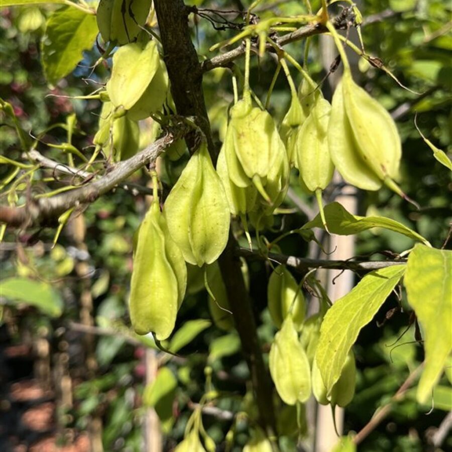 Halesia monticola <span class='dutchtitlepart'>Sneeuwklokjesboom</span>
