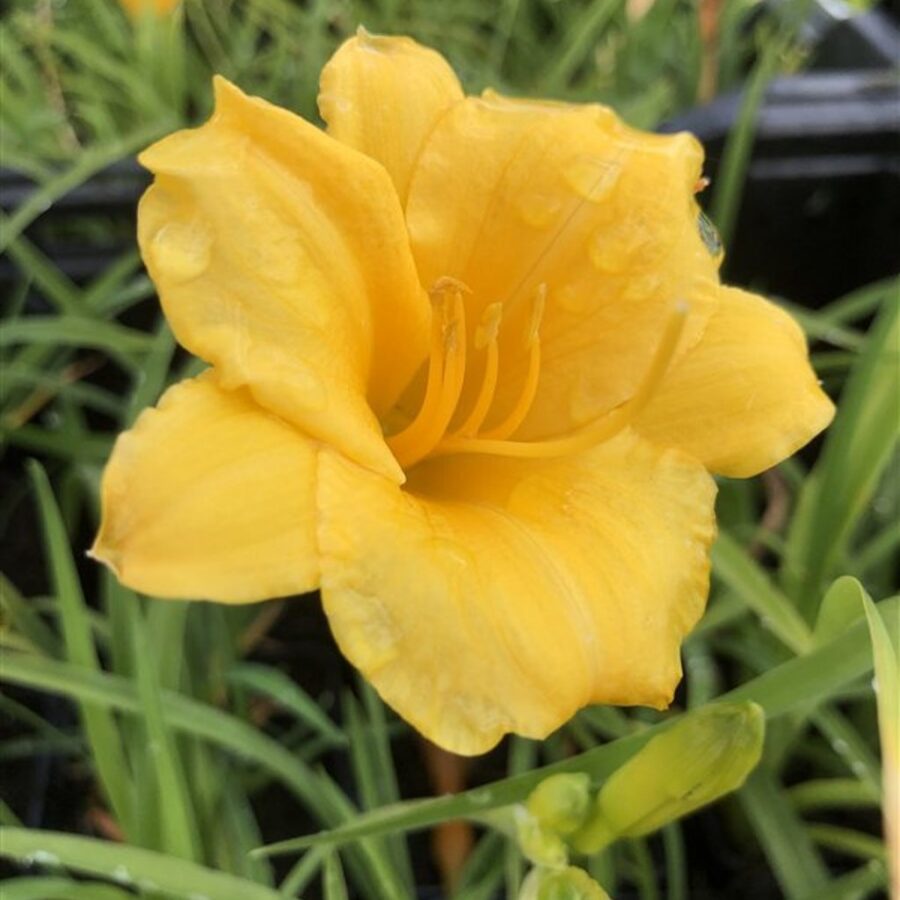 Hemerocallis 'Stella de Oro' Daglelie