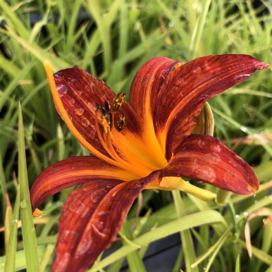 Hemerocallis 'Sammy Russell' Daglelie