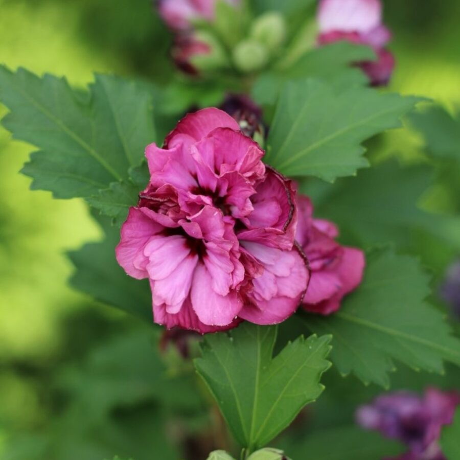 Hibiscus syr. 'Duc de Brabant' <span class='dutchtitlepart'>Altheastruik</span>