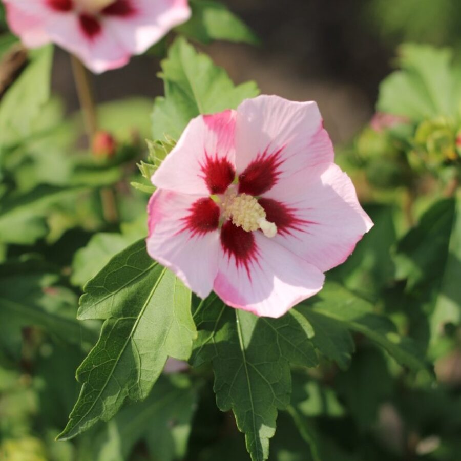 Hibiscus syr. 'Hamabo' <span class='dutchtitlepart'>Altheastruik</span>