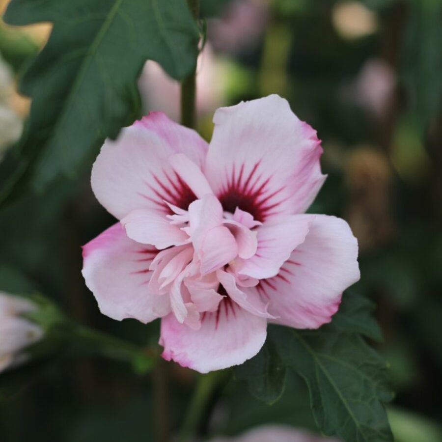 Hibiscus syr. 'Leopoldii' <span class='dutchtitlepart'>Altheastruik</span>