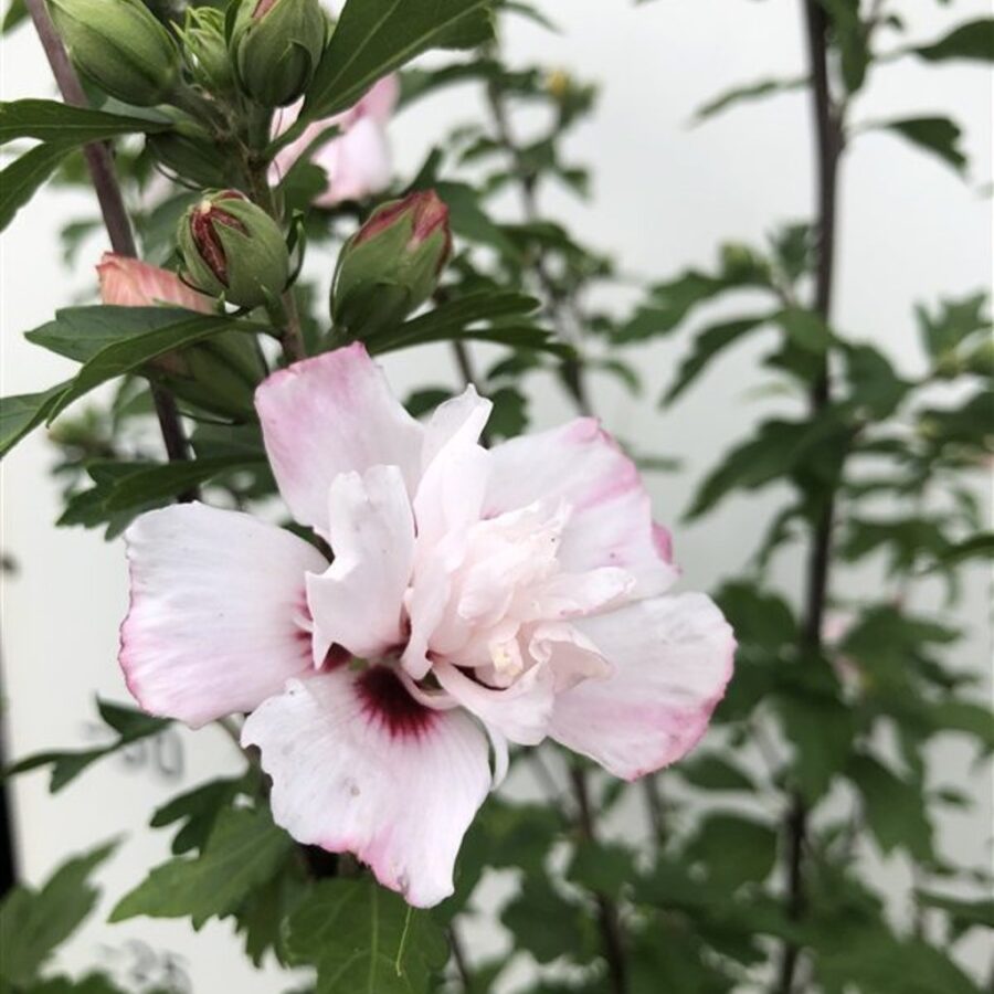 Hibiscus syr. 'Lady Stanley' <span class='dutchtitlepart'>Altheastruik</span>