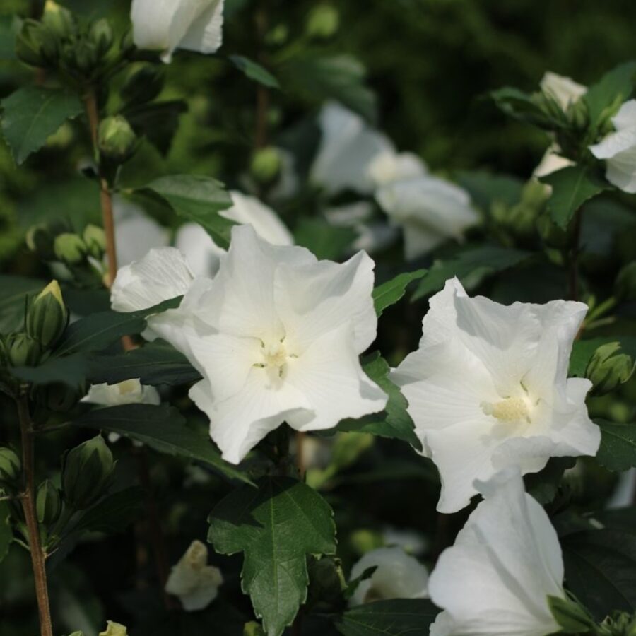 Hibiscus syr. 'Totus Albus' <span class='dutchtitlepart'>Altheastruik</span>