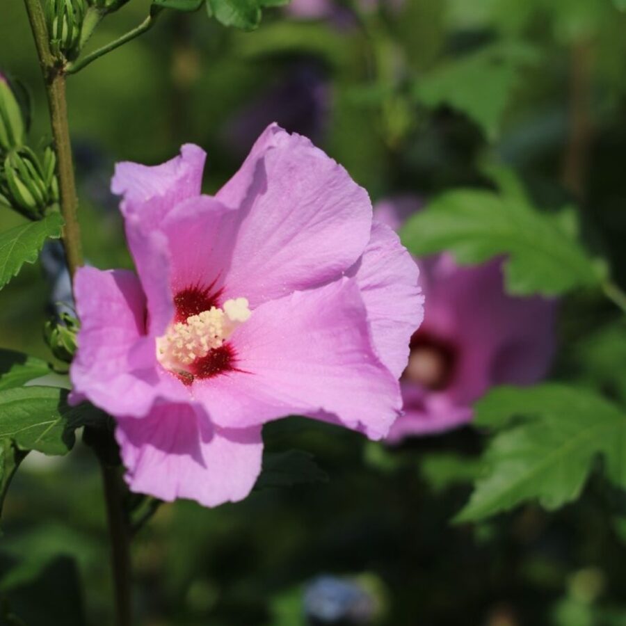 Hibiscus syriacus Atheastruik