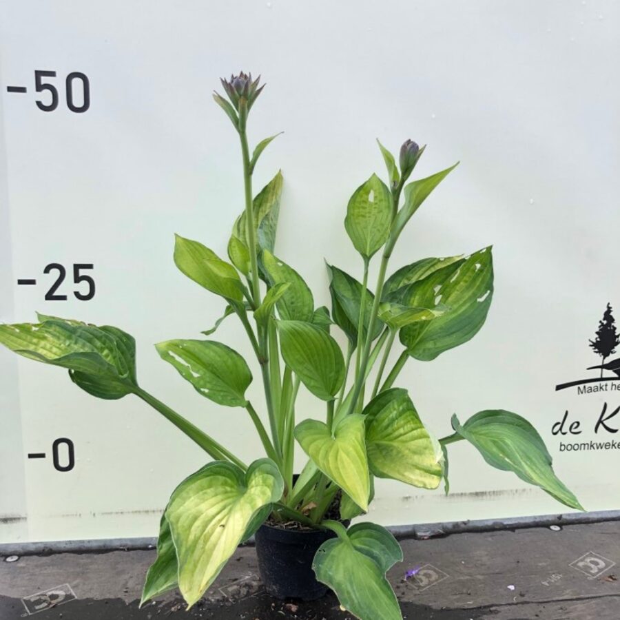 Hosta 'Royal Standard' <span class='dutchtitlepart'>Hartlelie</span>