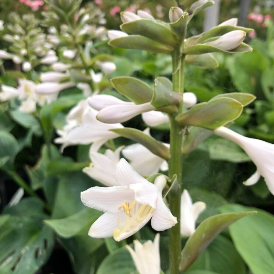 Hosta sieb. 'Elegans' <span class='dutchtitlepart'>Hartlelie</span>