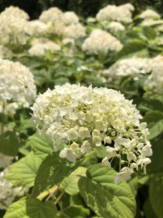 Hydrangea a. 'Annabelle' <span class='dutchtitlepart'>Hortensia</span>