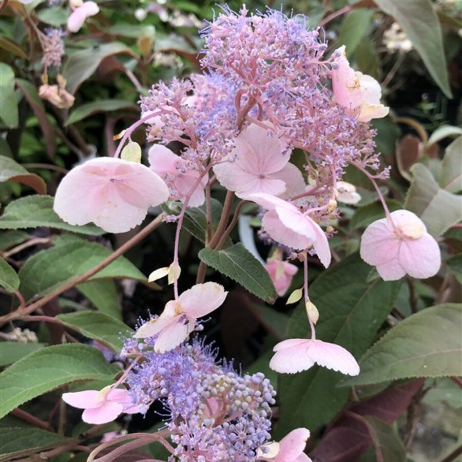 Hydrangea asp. Hot Chocolate <span class='dutchtitlepart'>Fluweelhortensia</span>