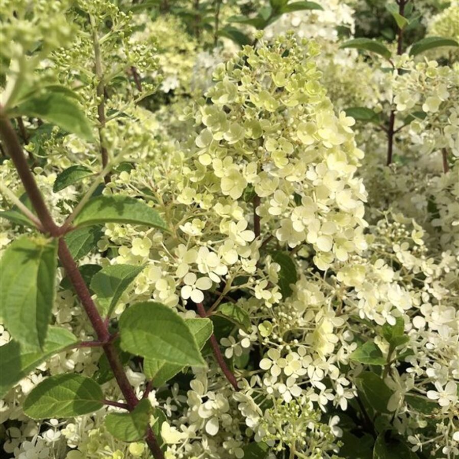 Hydrangea pan. Bobo Pluimhortensia