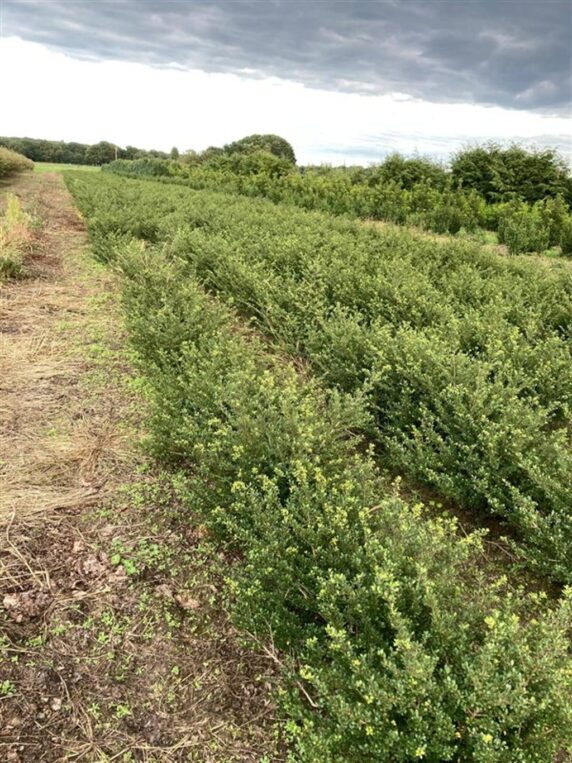 Ilex crenata 'Glory Gem' Japanse hulst