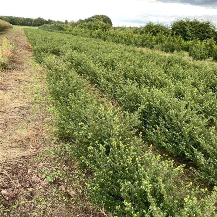Ilex crenata 'Glory Gem' Japanse hulst