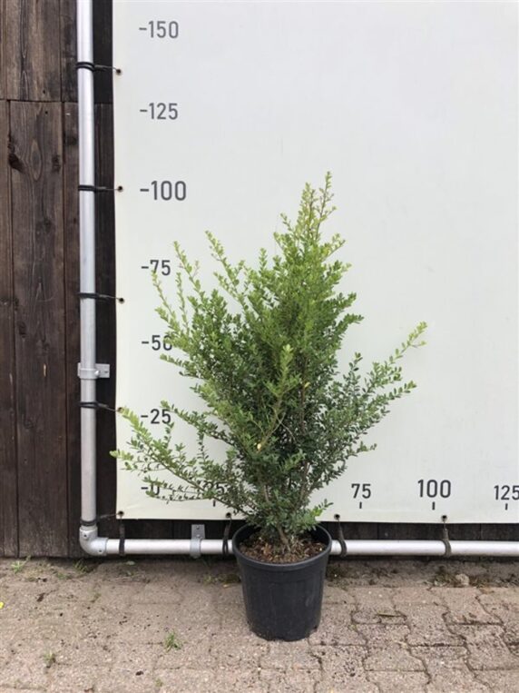 Ilex crenata 'Green Hedge' <span class='dutchtitlepart'>Japanse hulst</span>