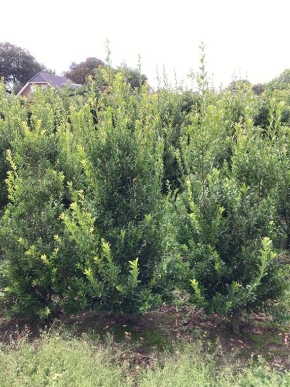 Ilex maximowicziana kanehirae <span class='dutchtitlepart'>Japanse hulst</span>