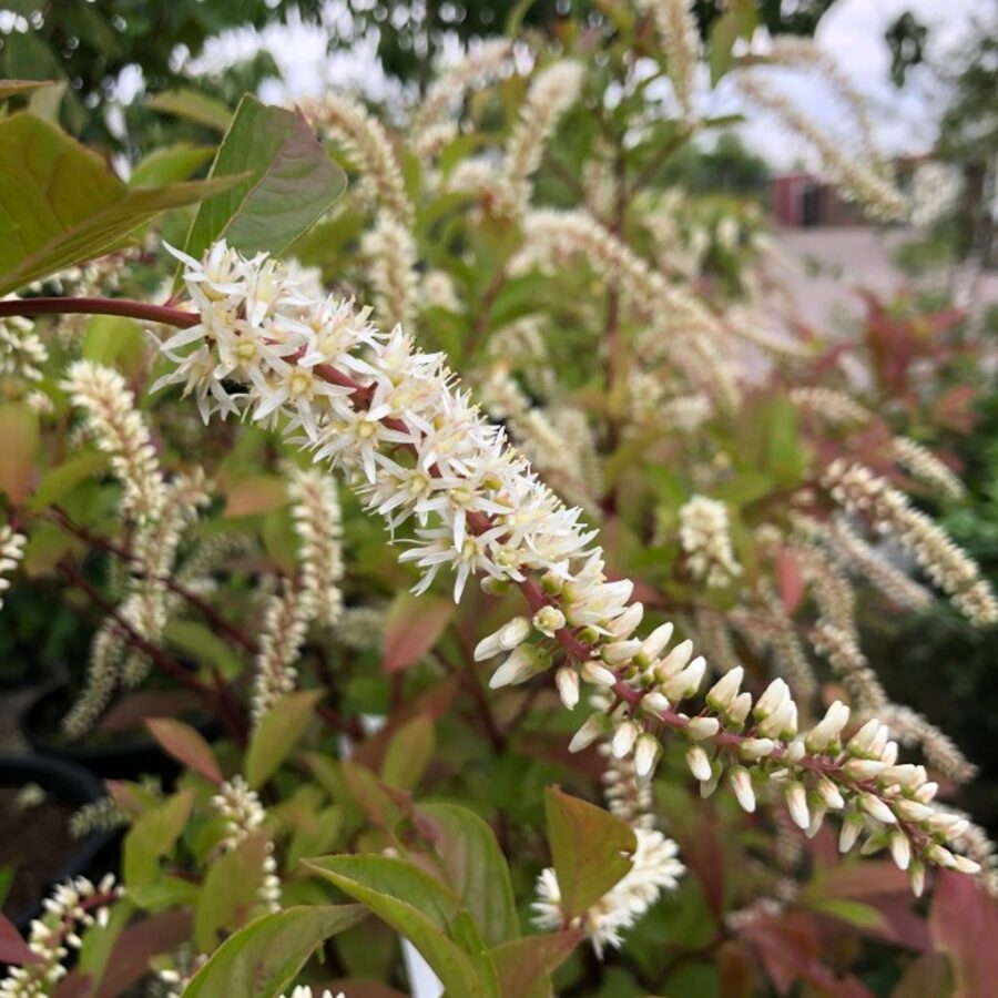 Itea virginica 'Henry's Garnet' <span class='dutchtitlepart'>Bloemwilg</span>