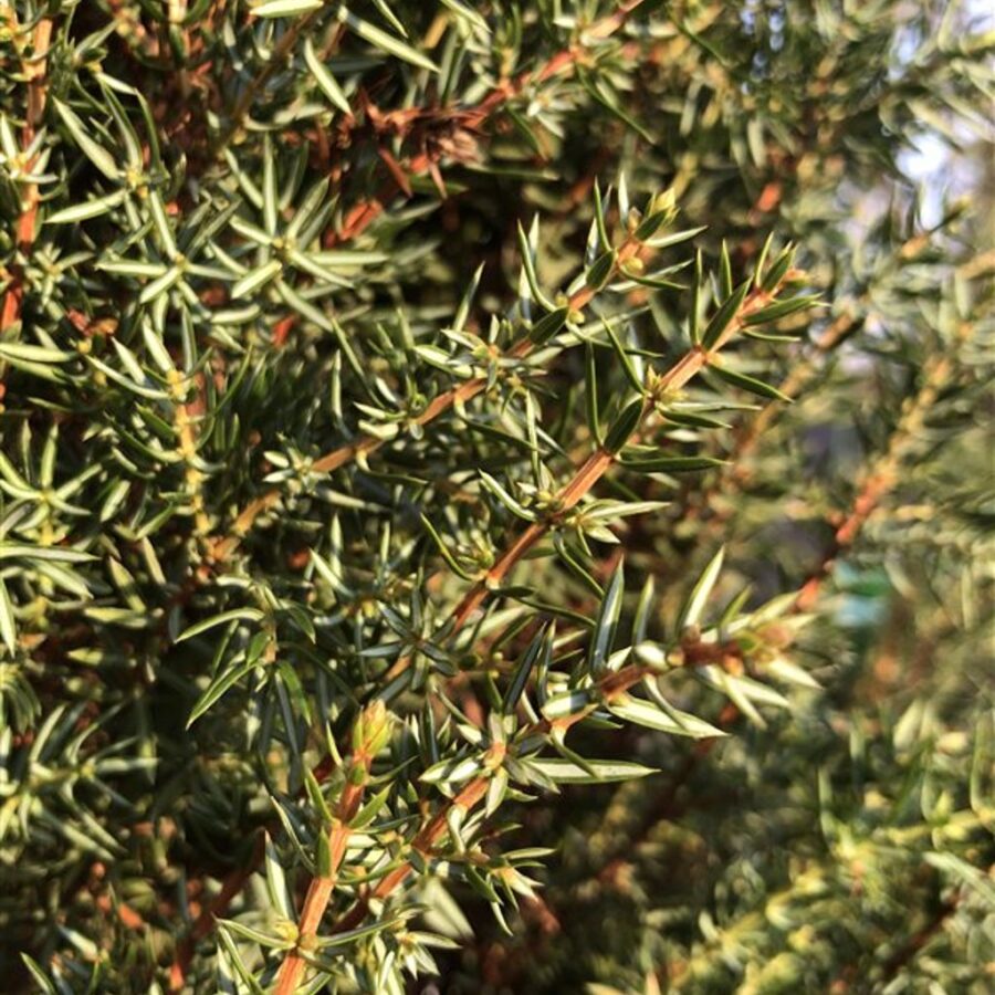 Juniperus comm. 'Arnold' Jeneverbes