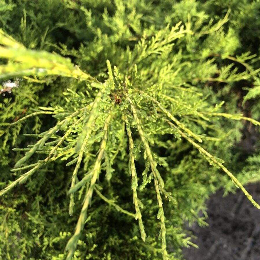 Juniperus pf. 'Old Gold' Jeneverbes
