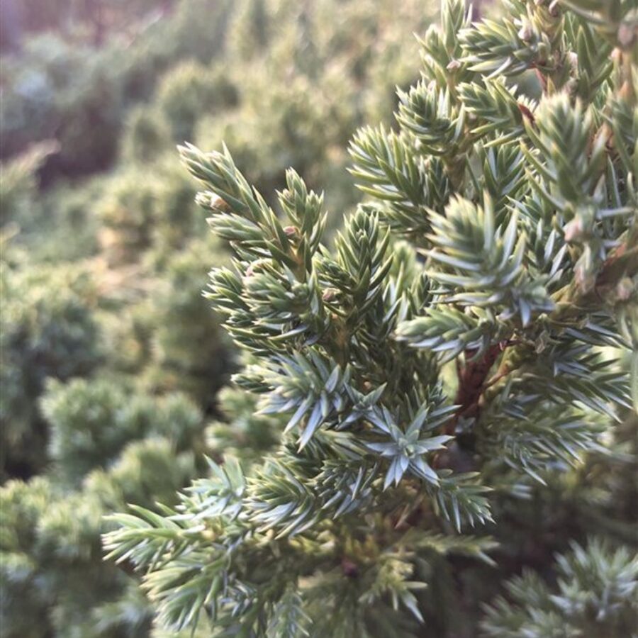 Juniperus squamata 'Blue Carpet' Jeneverbes