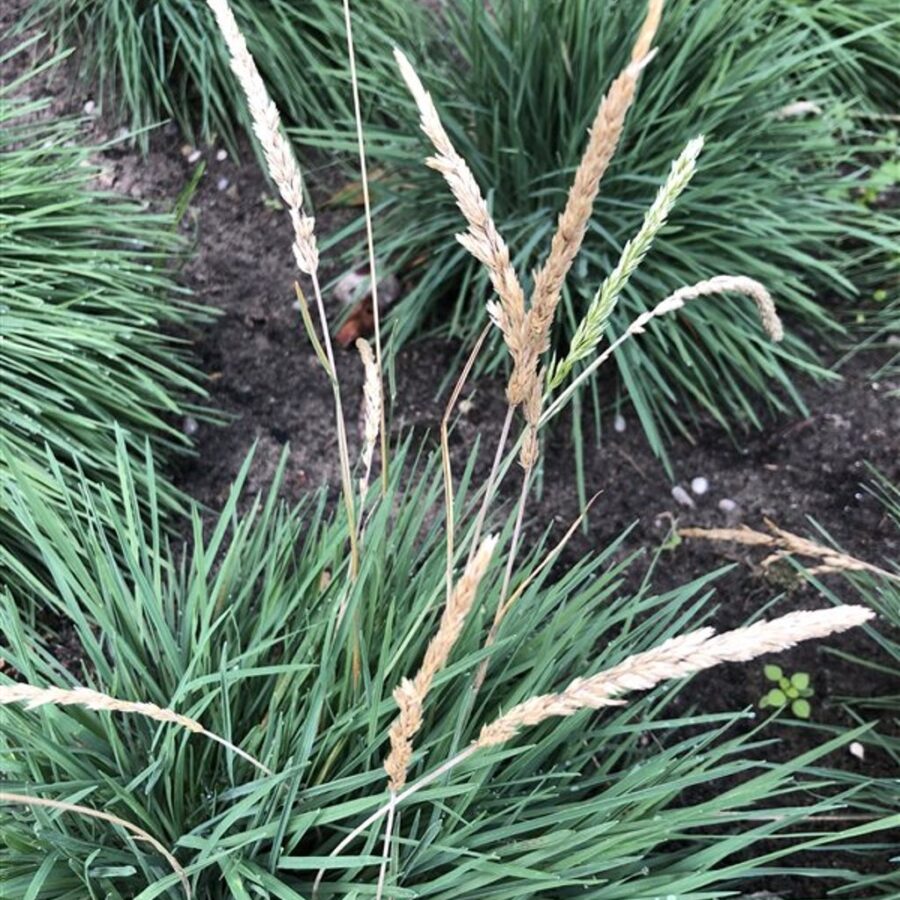 Koeleria glauca <span class='dutchtitlepart'>Fakkelgras</span>