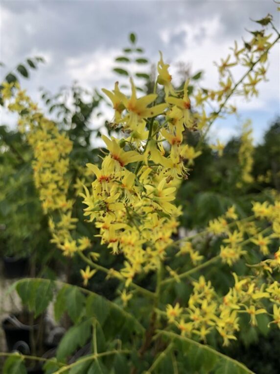 Koelreuteria paniculata <span class='dutchtitlepart'>Chinese vernisboom</span>