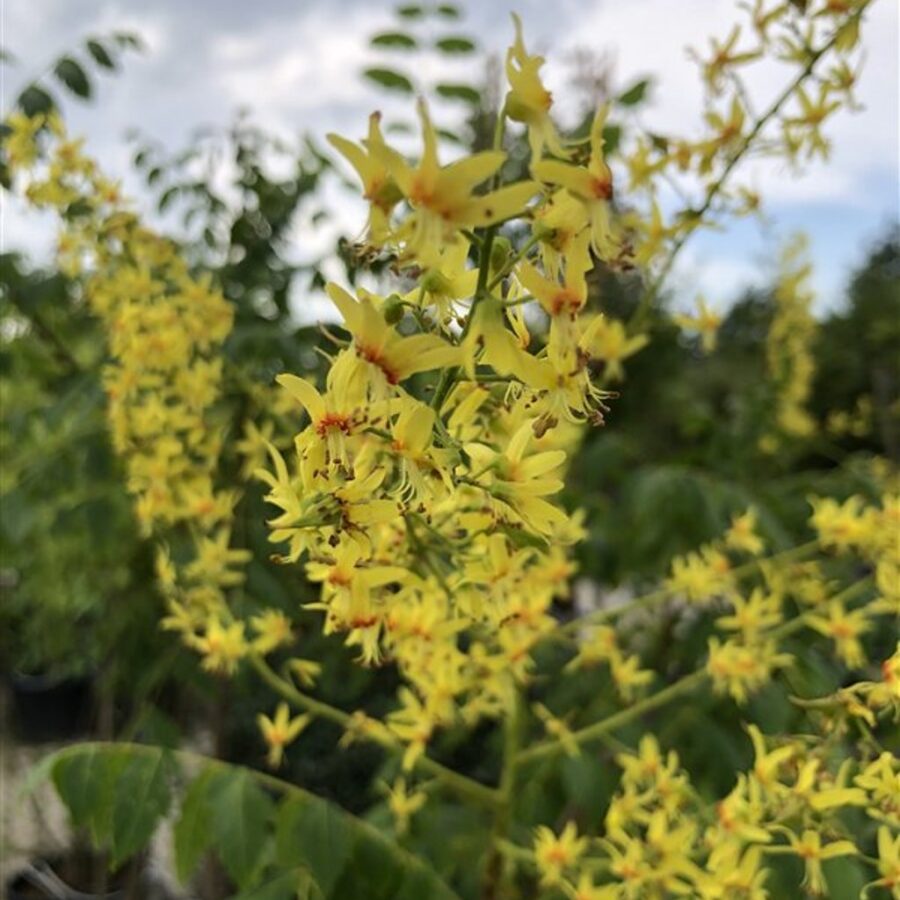 Koelreuteria paniculata <span class='dutchtitlepart'>Chinese vernisboom</span>