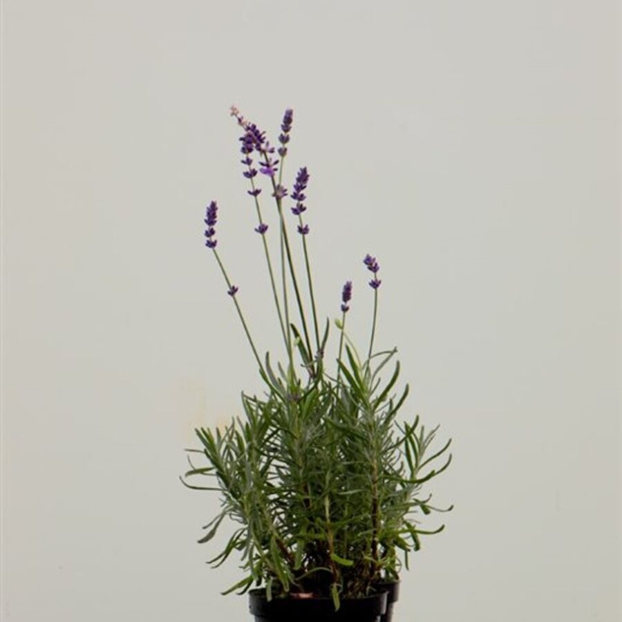 Lavandula ang. 'Munstead' <span class='dutchtitlepart'>Lavendel</span>