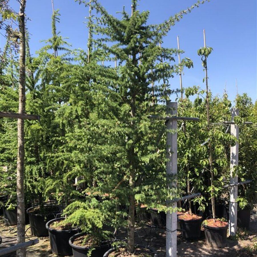 Larix marschlinsii Hybride lork
