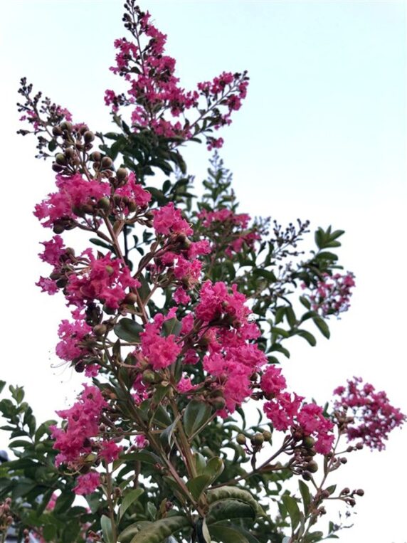 Lagerstroemia 'Tuskegee' <span class='dutchtitlepart'>Indische sering</span>