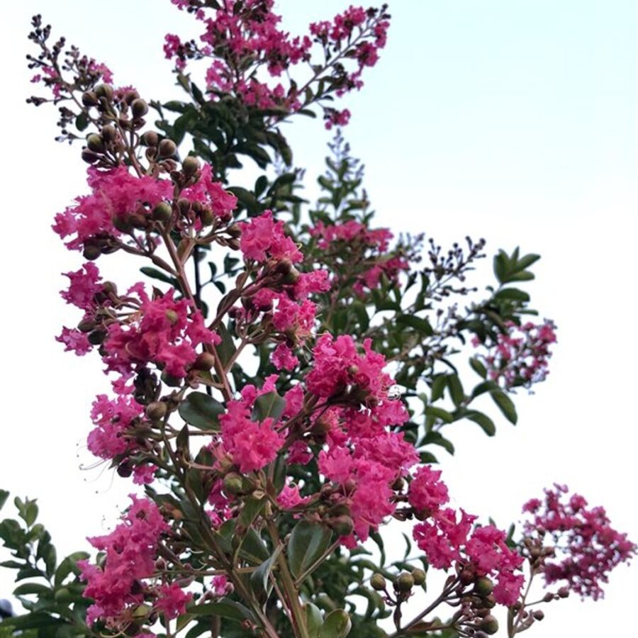 Lagerstroemia 'Tuskegee' <span class='dutchtitlepart'>Indische sering</span>