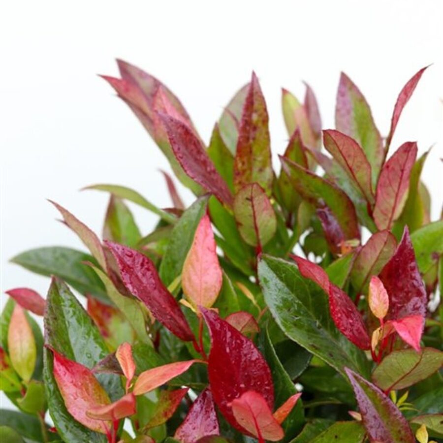 Leucothoe 'Zeblid' <span class='dutchtitlepart'>Druifheide</span>