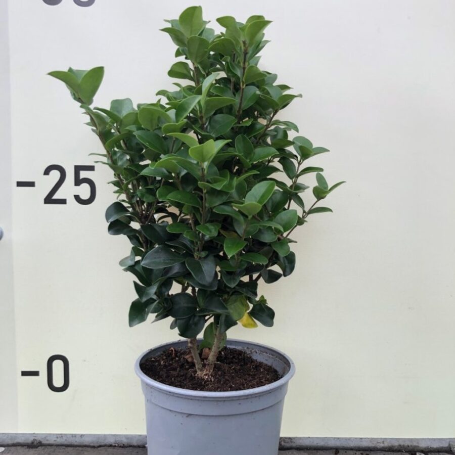 Ligustrum j. 'Rotundifolium' <span class='dutchtitlepart'>Japanse liguster</span>