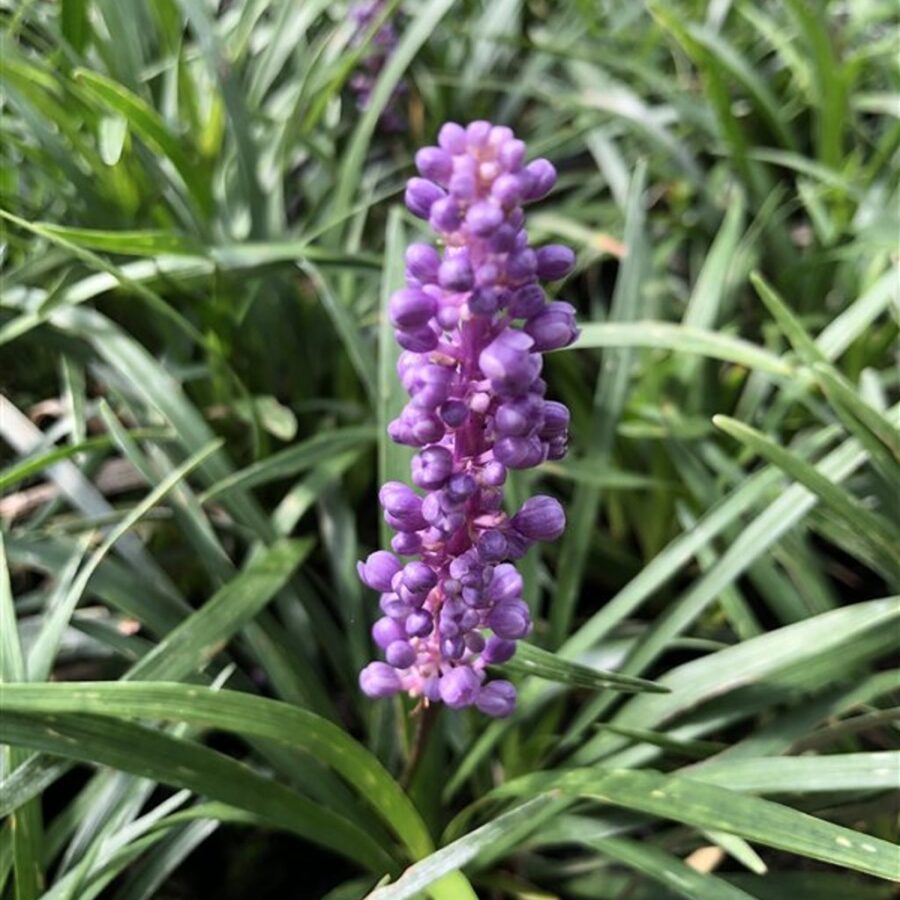 Liriope muscari 'Royal Purple' <span class='dutchtitlepart'>Leliegras</span>