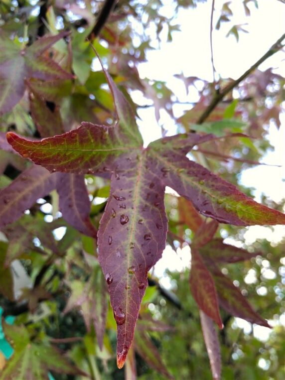 Liquidambar st. 'Worplesdon' <span class='dutchtitlepart'>Amberboom</span>