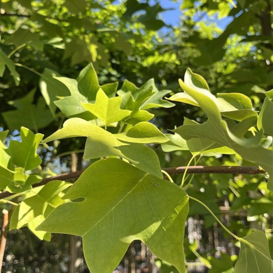 Liriodendron tulipifera <span class='dutchtitlepart'>Amerikaanse tulpenboom</span>
