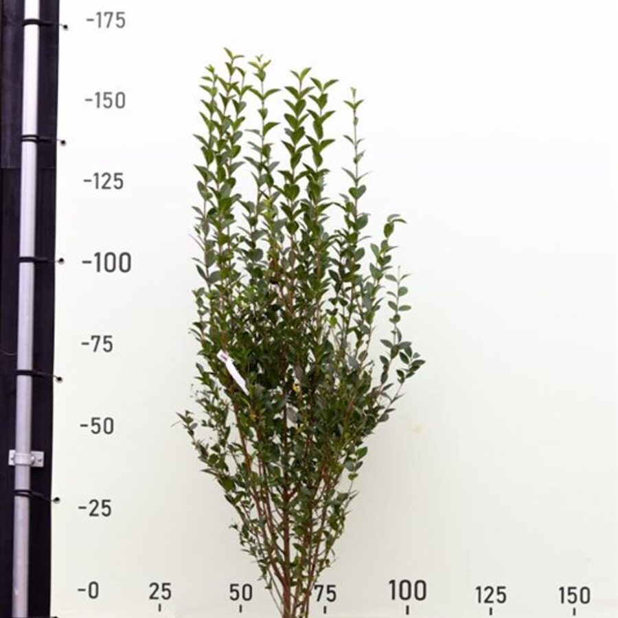 Ligustrum vulg. 'Atrovirens' <span class='dutchtitlepart'>Liguster</span>