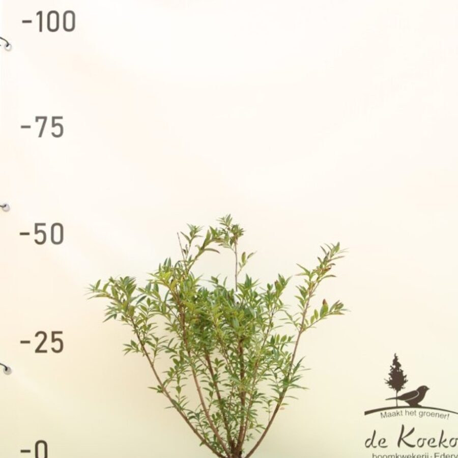 Ligustrum vulg. 'Lodense' Liguster