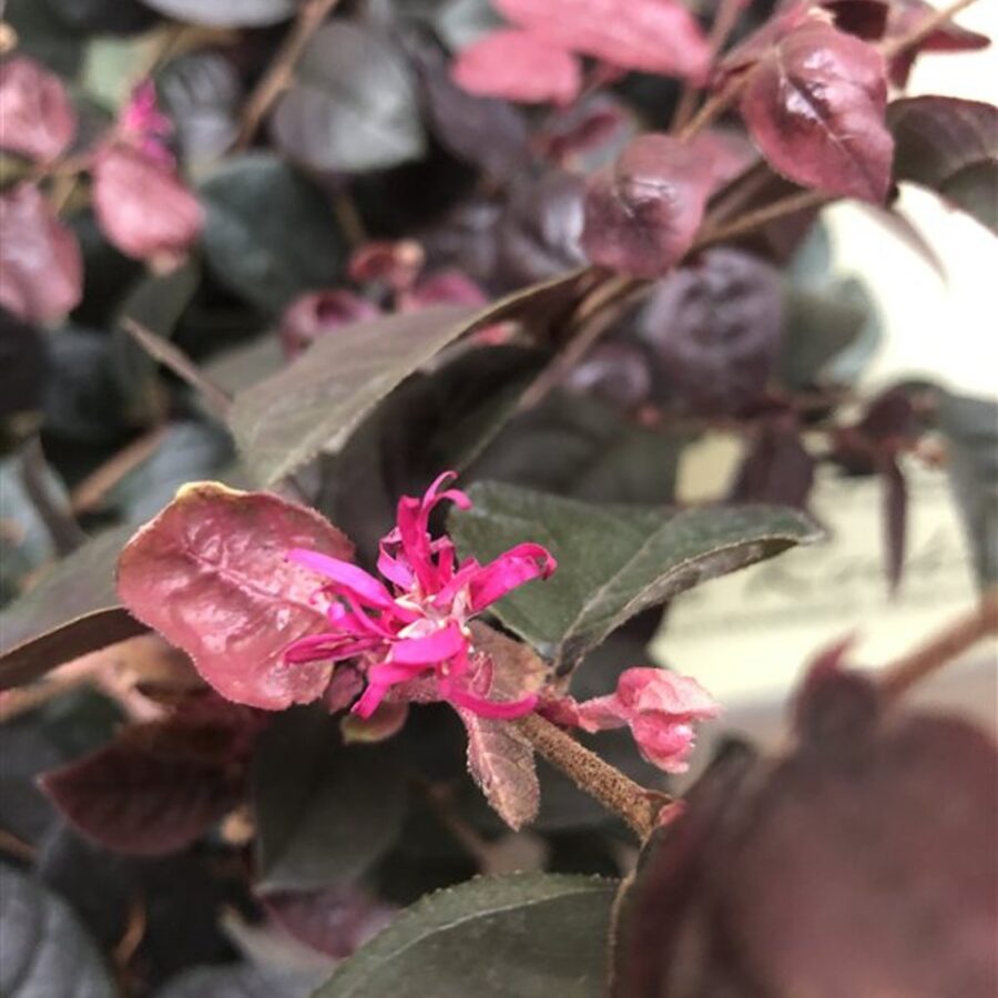 Loropetalum chin. 'Pipa's Red' Chinese franjeboom