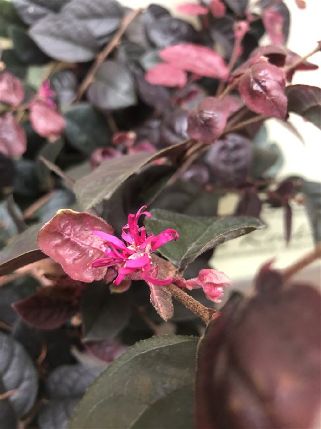 Loropetalum chin. 'Pipa's Red' Chinese franjeboom