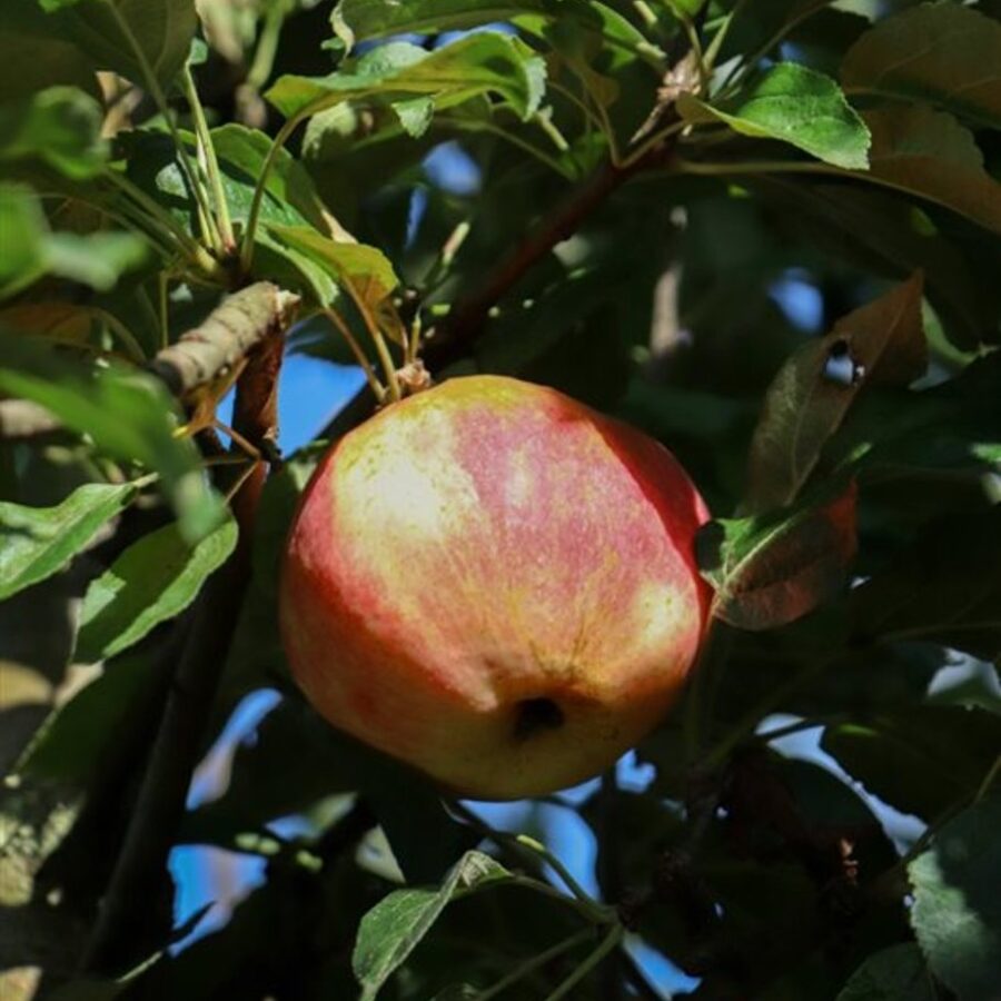 Malus d. 'Bloemeezoet' <span class='dutchtitlepart'>Appelboom</span>