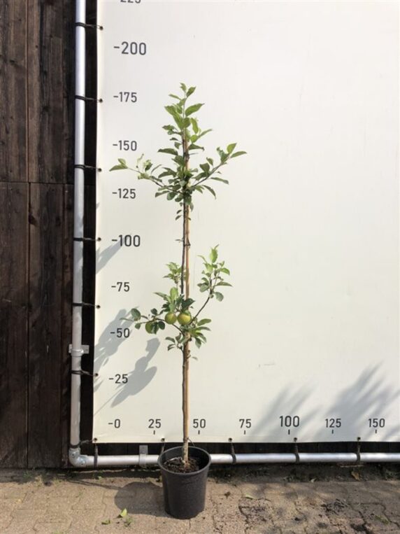 Malus d. 'Ecolette' Appelboom