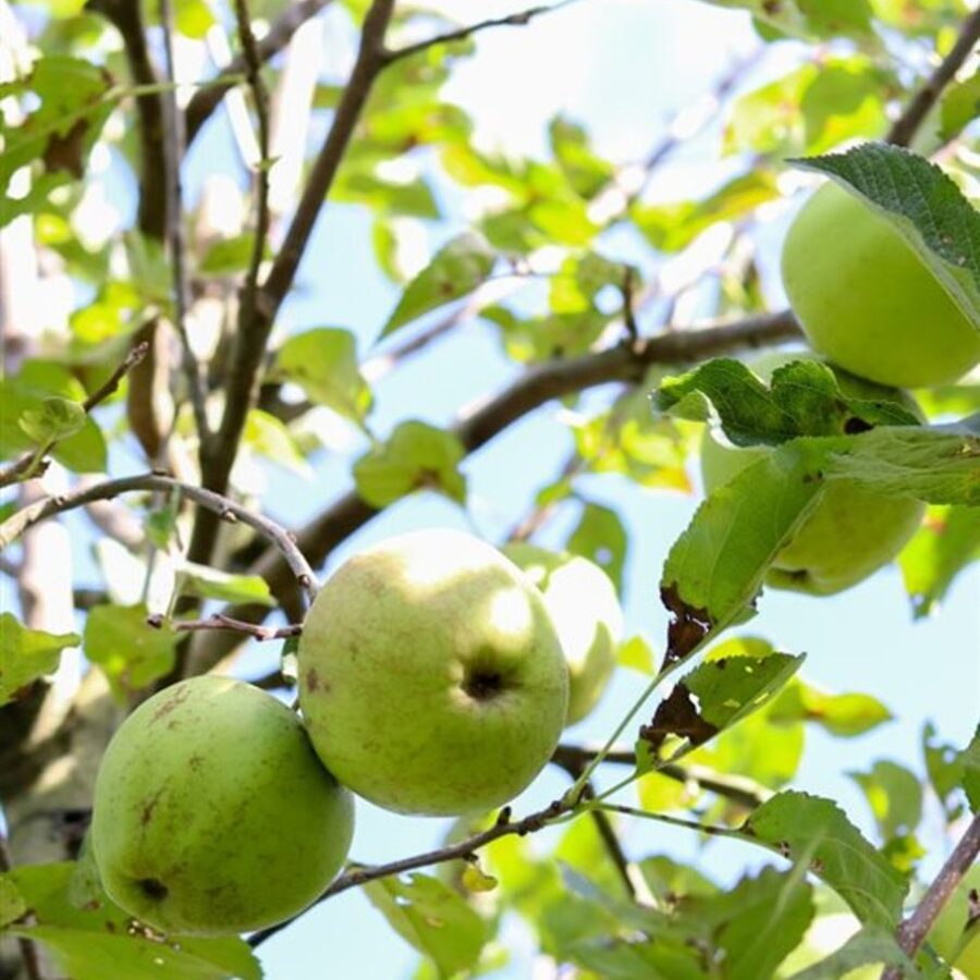 Malus d. 'Golden Delicious' <span class='dutchtitlepart'>Appelboom</span>